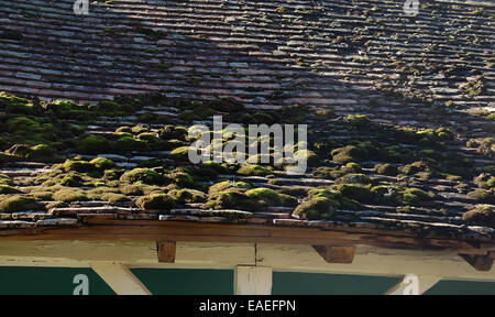 Moss sulla piastrella Foto Stock