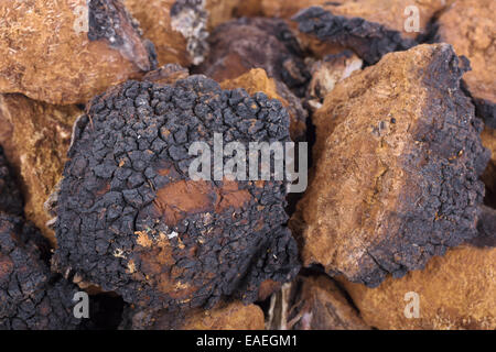 Chaga (Inonotus obliquus) closeup tritato. Medicinali fungo di betulla Foto Stock