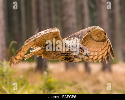 Western Siberian gufo reale (Bubo bubo Sibericus] in pieno volo con le ali arcuate verso il basso in una foresta impostazione. Foto Stock