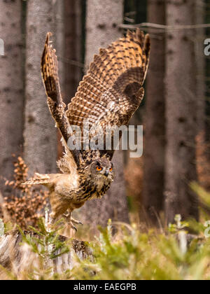 Western Siberian gufo reale (Bubo bubo Sibericus] in piedi su un ceppo di albero con le ali completamente esteso in una foresta impostazione. Foto Stock