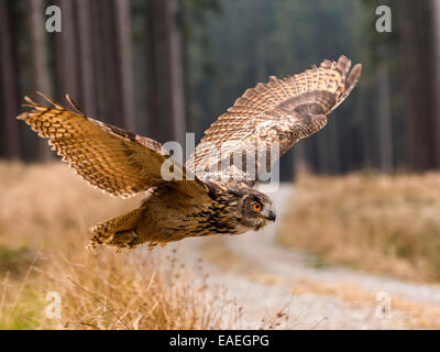 Western Siberian gufo reale (Bubo bubo Sibericus] in pieno volo con le ali arcuate verso l'alto in una foresta, impostazione su strada. Foto Stock