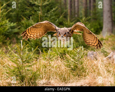 Western Siberian gufo reale (Bubo bubo Sibericus] in pieno volo con le ali arcuate verso il basso in una foresta impostazione. Foto Stock
