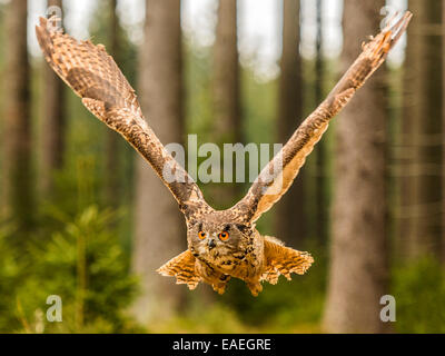 Western Siberian gufo reale (Bubo bubo Sibericus] in pieno volo con le ali arcuate verso l'alto in una foresta impostazione. Foto Stock