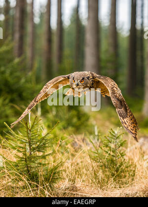 Western Siberian gufo reale (Bubo bubo Sibericus] in pieno volo con le ali arcuate verso il basso in una foresta impostazione. Foto Stock
