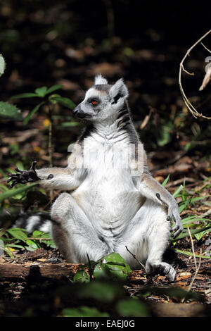 Anello-tailed lemur (Lemur catta) a prendere il sole sul suolo della foresta. Foto Stock