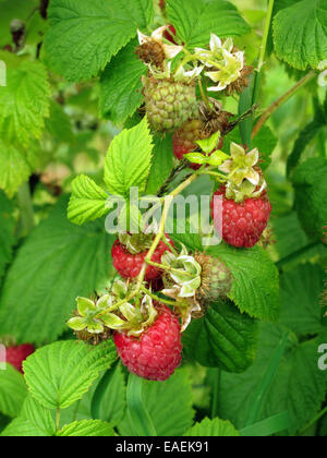 Frutta lampone maturo e maturazione sulla boccola Foto Stock