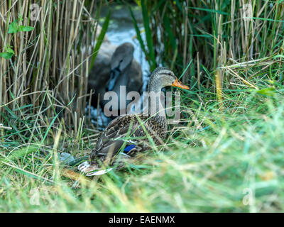 Bella colorata [Mallard Anas platyrhynchos] emergenti da erba verde in riva al fiume, illuminato dalle prime ore della sera la luce solare Foto Stock