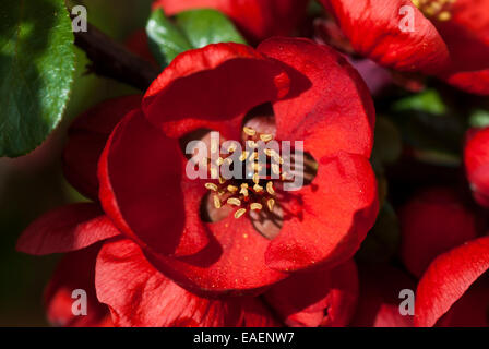 Un primo piano di un colore rosso brillante crab apple blossom fiore in piena fioritura Foto Stock