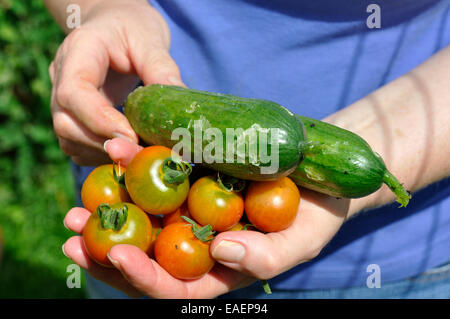 Appena raccolti organici (cetriolo Cucumis sativus) 'Marketmore' e pomodori ciliegia (Solanum Lycopersicum) "giardinieri delizia' Foto Stock