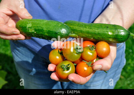 Appena raccolti organici (cetriolo Cucumis sativus) 'Marketmore' e pomodori ciliegia (Solanum Lycopersicum) "giardinieri delizia' Foto Stock