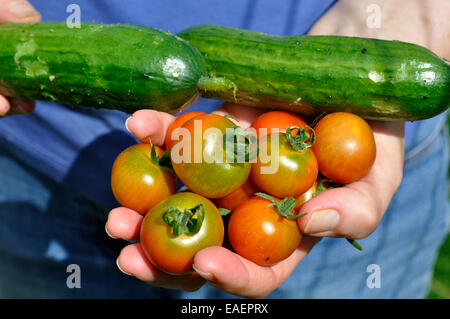 Appena raccolti organici (cetriolo Cucumis sativus) 'Marketmore' e pomodori ciliegia (Solanum Lycopersicum) "giardinieri delizia' Foto Stock