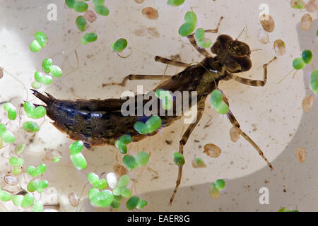 Dragonfly big larva closeup nell'acqua Foto Stock
