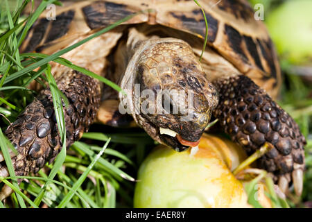 Mangiare tartaruga apple, testa con ugello aperto e lingua rossa closeup Foto Stock