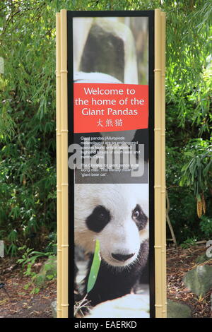 Indicazioni per il panda gigante nel recinto dello Zoo di Edimburgo, Scozia, Regno Unito Foto Stock