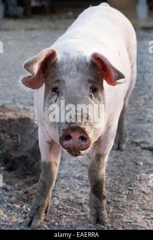 Maiale divertenti permanente sulla fattoria degli animali sfondo Foto Stock