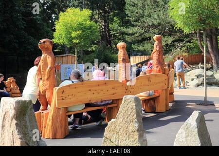 Popolari enclosure meerkat in Edinburgh Zoo, in estate, a Corstorphine, Scotland, Regno Unito Foto Stock