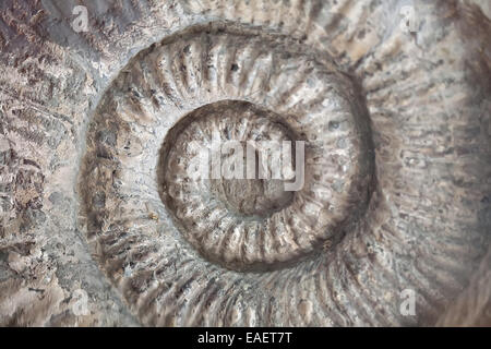 Di conchiglie fossili pattern texture a spirale closeup calcare Foto Stock