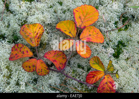 Rovo foglie Rubus fruticosus cambiando colore in autunno Foto Stock
