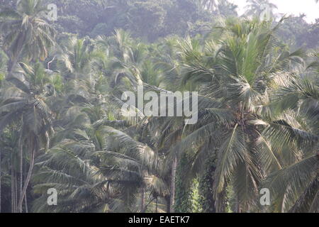 Alberi di noce di cocco in Kerala Foto Stock