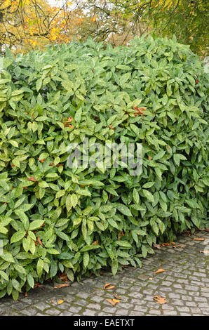 Macchiato di alloro (aucuba japonica variegata "') Foto Stock