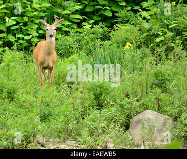 Culbianco Deer Buck in estate il velluto in piedi al lato del flusso. Foto Stock