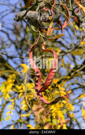 American Miele locust (gleditsia triacanthos) Foto Stock