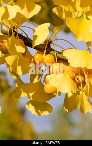 Il ginkgo (Ginkgo biloba) Foto Stock