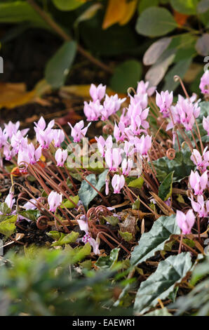 Edera-lasciava ciclamino (cyclamen hederifolium syn. cyclamen neapolitanum) Foto Stock