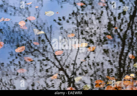 Foglie di faggio in acqua Foto Stock