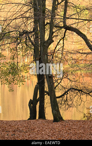 Carpino comune (Carpinus betulus) e ontano comune (Alnus glutinosa) all'hellsee, biesenthaler becken riserva naturale, Brandeburgo, Germania Foto Stock