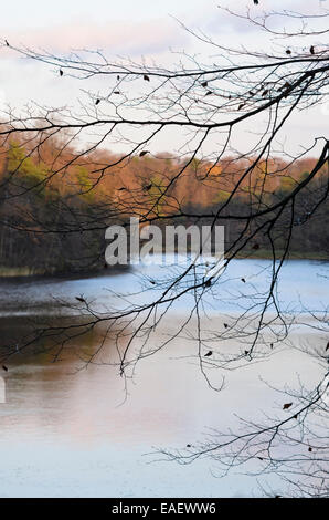 Comune di faggio (Fagus sylvatica) all'hellsee, biesenthaler becken riserva naturale, Brandeburgo, Germania Foto Stock