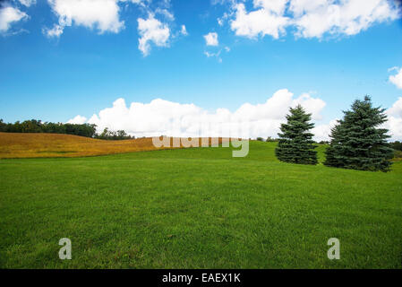 Due alberi su una collina Foto Stock