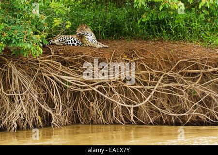 Jaguar (Panthera onca) appoggiata da un fiume nel Pantanal zone umide in Brasile. Foto Stock