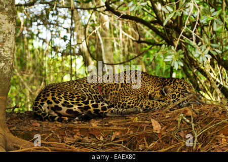 Jaguar (Panthera onca) con una grande ferita della carne dopo una lotta con un altro jaguar nel Pantanal zone umide in Brasile. Foto Stock