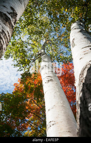 White birch tronchi dal basso angolo con fogliame di autunno. Foto Stock