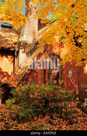 In autunno la Norvegia Maple fioritura nella parte anteriore del cottage. (Acer platanoides ) Foto Stock