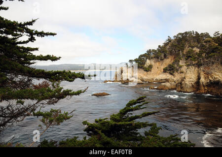 Vista attraverso il Monterey Cypress al punto Lobos riserva naturale vicino Carmelo in California. Foto Stock