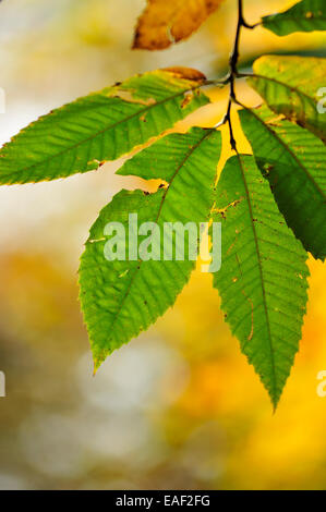 Foglie di autunno Foto Stock