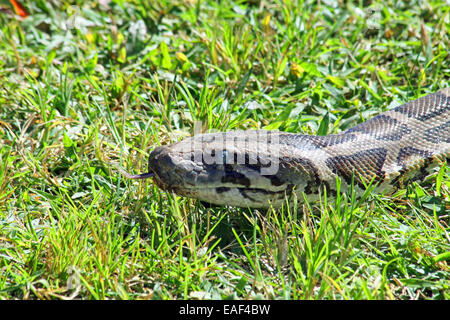 Everglades della Florida birmano testa python Foto Stock