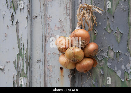 Verdure. Un mazzetto di cipolle (Allium cepa) legati insieme con una corda, appeso contro una parete spiovente di pannelli in legno con pareti scrostate. In Inghilterra. Foto Stock