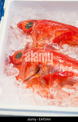 Occhio golden snapper/red snapper/Kinmedai su ghiaccio, Beryx splendens, il Mercato del Pesce di Tsukiji, Tokyo, Giappone Foto Stock