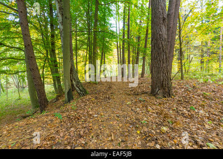 Bosco autunnale paesaggio. Foto scattata in Polonia. Foto Stock