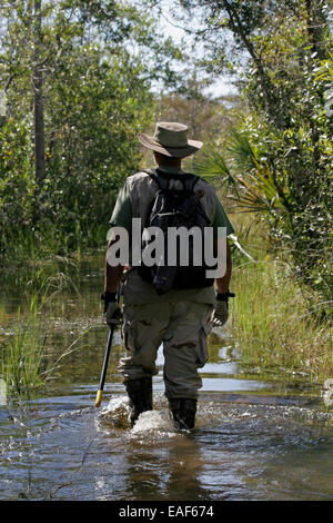 Python birmano cacciatore in Everglades della Florida Foto Stock