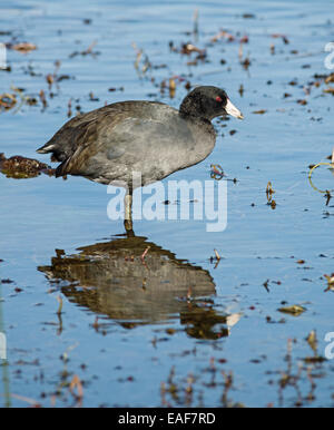 American coot o Fulica americana waterbird in piedi in acqua poco profonda Foto Stock