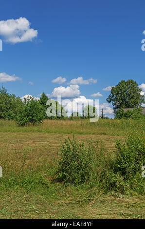 Giornata di sole nel taglio di prato. Erba secca e cespugli verdi. Foto Stock