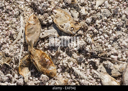 Morto il pesce essiccato e cirripedi lungo il Salton Sea shore Foto Stock