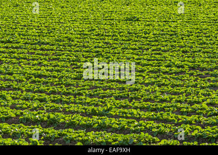 Insalata verde che cresce in un campo nel deserto vicino a Yuma Arizona Foto Stock