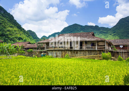Campo di riso la crescita attorno a casa in Bac figlio, Vietnam Foto Stock