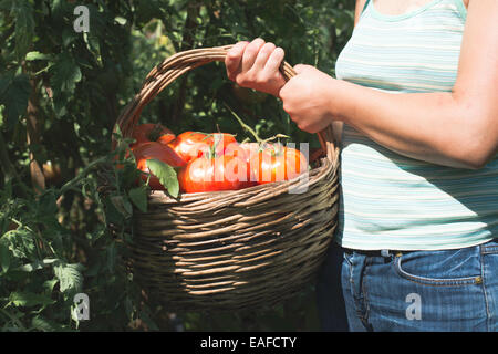 Raccolta di pomodori nel cestello. Giardino privato Foto Stock