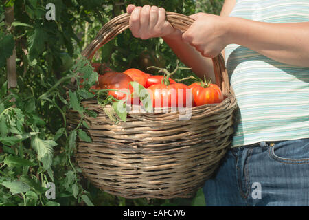 Raccolta di pomodori nel cestello. Giardino privato Foto Stock